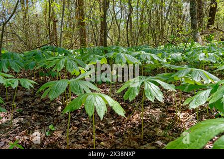 Piante di Mayapple alcune con un fiore bianco sotto la forma di umbella grandi foglie sono emerse attraverso la fogliame caduto nel terreno di foglie nella foresta su una Foto Stock