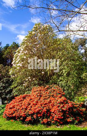 Dundee, Tayside, Scozia, Regno Unito. 25 aprile 2024. Meteo nel Regno Unito: Bel tempo primaverile che mostra un meraviglioso paesaggio di rododendri in piena fioritura, con fiori colorati all'interno dei giardini botanici dell'Università di Dundee. Crediti: Dundee Photographics/Alamy Live News Foto Stock