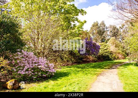 Dundee, Tayside, Scozia, Regno Unito. 25 aprile 2024. Meteo nel Regno Unito: Bel tempo primaverile che mostra un meraviglioso paesaggio di rododendri in piena fioritura, con fiori colorati all'interno dei giardini botanici dell'Università di Dundee. Crediti: Dundee Photographics/Alamy Live News Foto Stock