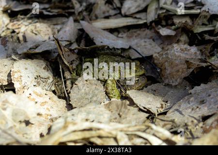 Rospo comune (Bufo bufo) nella foresta nascosto tra le foglie dell'anno scorso Foto Stock