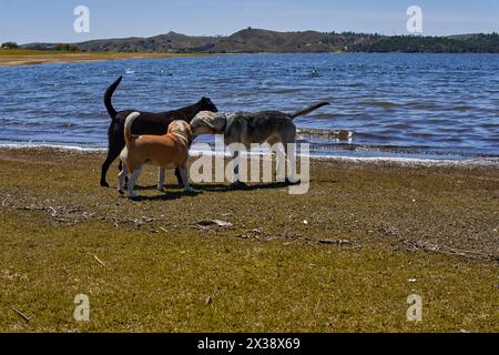 Tre tre cani da soli che giocano insieme e si annusano a vicenda sulla riva di un lago a cordoba, Argentina. Orizzontale Foto Stock