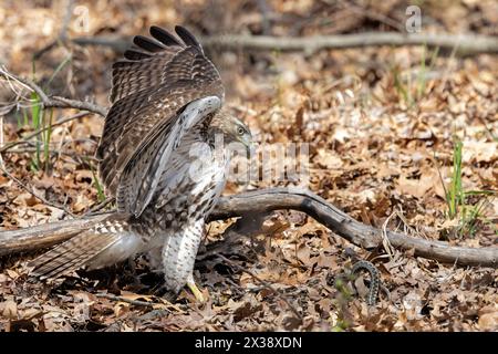 Pronto ad attaccare, un falco dalla coda rossa apre le ali in preparazione a colpire un serpente cercando di nascondersi sul terreno pieno di foglie. Foto Stock