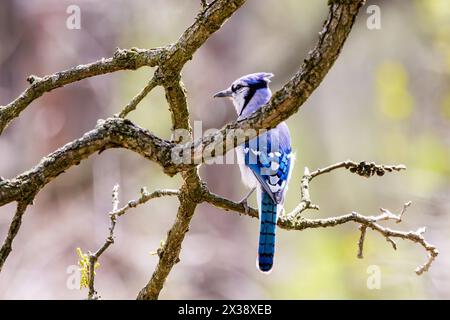 Un Blue Jay sembra nascondersi su un ramo, la sua testa sopra un ramo la sua coda sotto un altro. Foto Stock