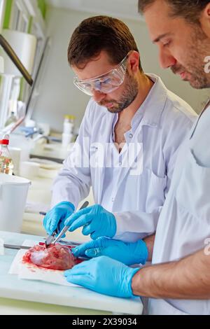 Area macro, intaglio, selezione campione di tessuto tiroideo, patologia anatomica, ospedale Donostia, San Sebastian, Gipuzkoa, paesi Baschi, Spagna Foto Stock