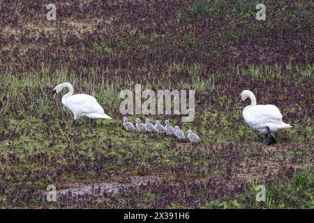 Cigni che camminano attraverso la zona paludosa. due adulti e sette cignetti Foto Stock