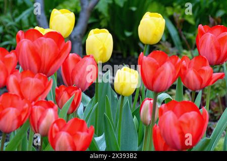 Primo piano di fiori di tulipani rossi con quelli gialli sullo sfondo che formano forme astratte Foto Stock
