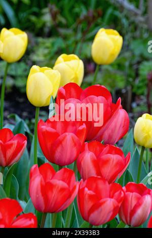 Primo piano di fiori di tulipani rossi con quelli gialli sullo sfondo che formano forme astratte Foto Stock