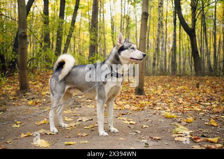 Il bellissimo cane husky in catena si affaccia sulla foresta soleggiata autunnale, a tutto il corpo Foto Stock