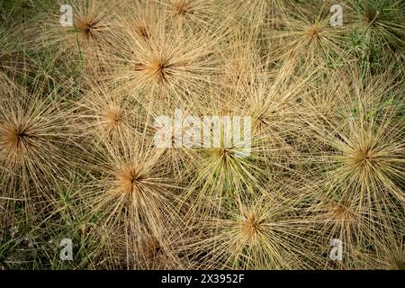 Semi di spinifex. Le piante spinifex sono monostrato e portano fiori maschi o femmine. Foto Stock