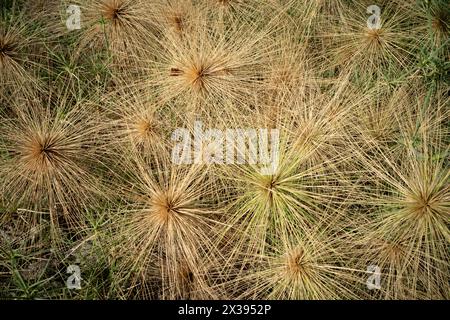 Semi di spinifex. Le piante spinifex sono monostrato e portano fiori maschi o femmine. Foto Stock