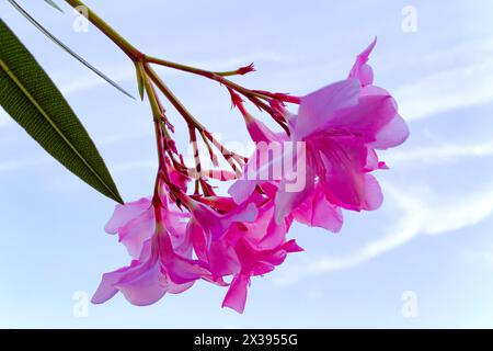 Nerium oleander. L'oleandro è stato tradizionalmente utilizzato nel trattamento di malattie cardiache, asma, diabete mellito, grani, scabbia, cancro, ed epil Foto Stock