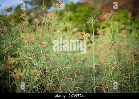 Semi di spinifex. Le piante spinifex sono monostrato e portano fiori maschi o femmine. Foto Stock