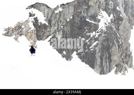Chough alpino (Pyrhocorax graculus) fotografato con obiettivo grandangolare in montagna. Foto Stock