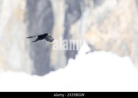 Impasto alpino (Pyrhocorax graculus) in volo in montagna. Foto Stock