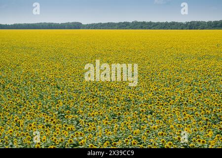 Grande campo di girasoli gialli, alberi all'orizzonte e cielo in un luminoso giorno estivo Foto Stock