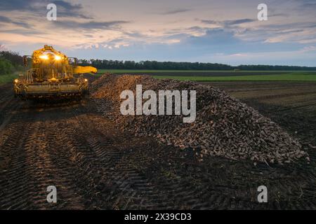 La macchina con illuminazione per il carico si trova sul campo vicino a un mucchio di barbabietole da zucchero in estate Foto Stock