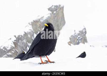 Chough alpino (Pyrhocorax graculus) fotografato con obiettivo grandangolare in montagna. Foto Stock