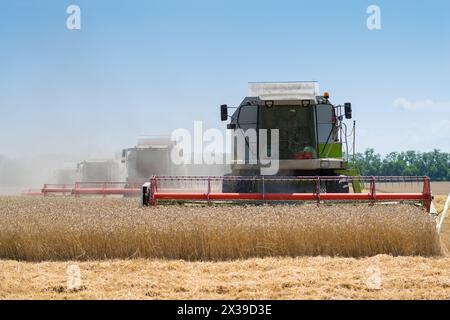 REGIONE DI KRASNODAR, RUSSIA - JUL 7, 2015: Le moderne raccoglitrici raccolgono campi di grano giallo, nel 2015 nella regione di Krasnodar hanno raccolto record di raccolto di grano Foto Stock