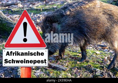 Segno con l'iscrizione 'Achtung Afrikanische Schweinepest' (Attenzione peste suina africana) Su una recinzione ad una fattoria in Germania Foto Stock