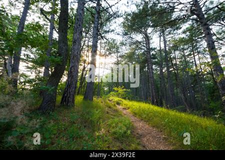 Bella foresta con sentieri e sole splende attraverso rami in estate Foto Stock