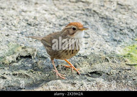 Babbler puff-throated Babbler, Pellorneum ruficeps, singolo adulto in piedi a terra, Wat Thom, Thailandia Foto Stock