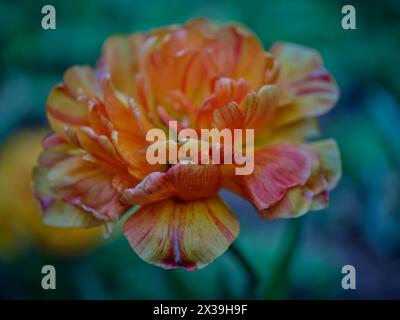 Primo piano con tulipani colorati Colofrul Foto Stock