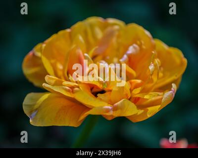 Primo piano con tulipani colorati Colofrul Foto Stock