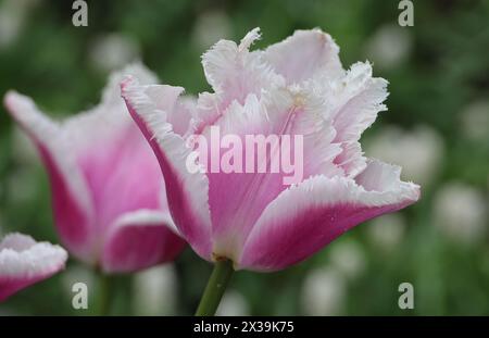 I tulipani "Siesta" fioriscono al Keukenhof Tulip Gardens "BOLLENSTREEK" vicino ad Amsterdam, Paesi Bassi, il 20 aprile 2024. (Foto di Action foto Sport/NurPhoto) credito: NurPhoto SRL/Alamy Live News Foto Stock
