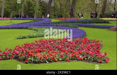 Muscari Armeniacum fiorisce al Keukenhof Tulip Gardens 'BOLLENSTREEK' vicino ad Amsterdam, Paesi Bassi, il 20 aprile 2024. (Foto di Action foto Sport/NurPhoto) credito: NurPhoto SRL/Alamy Live News Foto Stock