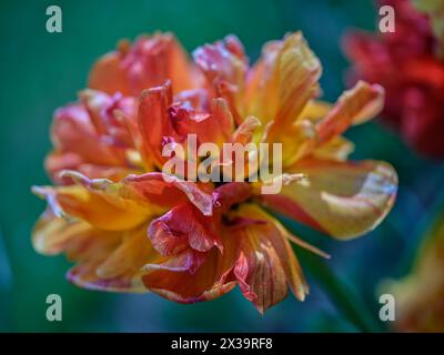 Primo piano con tulipani colorati Colofrul Foto Stock