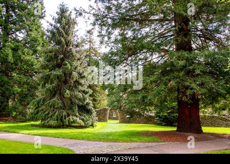 I giardini botanici della University of Dundee offrono splendide viste su piante, alberi e fiori di fama mondiale durante la stagione primaverile in Scozia Foto Stock