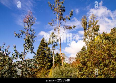 I giardini botanici della University of Dundee offrono splendide viste su piante, alberi e fiori di fama mondiale durante la stagione primaverile in Scozia Foto Stock