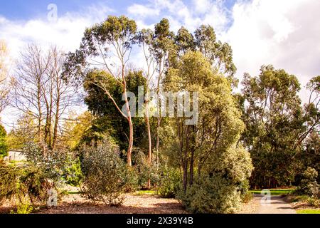 I giardini botanici della University of Dundee offrono splendide viste su piante, alberi e fiori di fama mondiale durante la stagione primaverile in Scozia Foto Stock