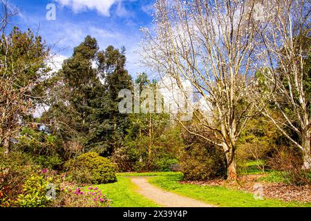 I giardini botanici della University of Dundee offrono splendide viste su piante, alberi e fiori di fama mondiale durante la stagione primaverile in Scozia Foto Stock