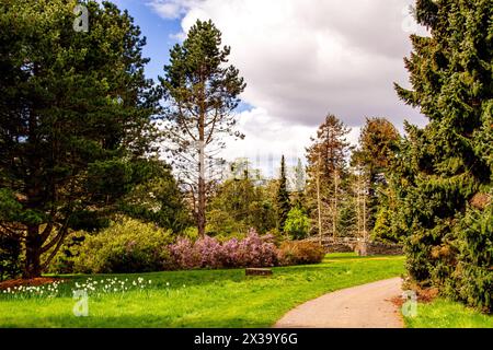 I giardini botanici della University of Dundee offrono splendide viste su piante, alberi e fiori di fama mondiale durante la stagione primaverile in Scozia Foto Stock