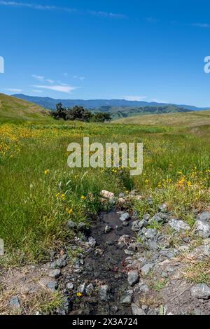 Coyote Ride Open Space Foto Stock