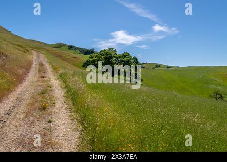 Coyote Ride Open Space Foto Stock