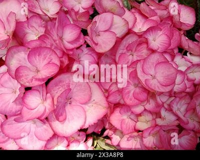 Uno splendido primo piano di una lussureggiante testa di fiori di ortensia che si riempie di petali rosa molto stretti che creano una forma completa e arrotondata. Il profondo g Foto Stock