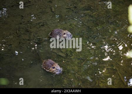 Due cuccioli di nutria nel ruscello Ricansky a Uhrineves, Praga, repubblica Ceca Foto Stock