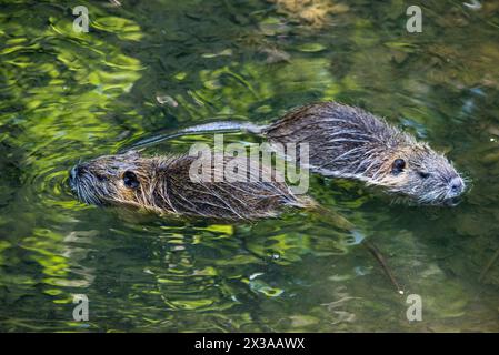 Due cuccioli di nutria nel ruscello Ricansky a Uhrineves, Praga, repubblica Ceca Foto Stock