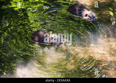 Due cuccioli di nutria nel ruscello Ricansky a Uhrineves, Praga, repubblica Ceca Foto Stock