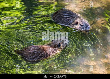 Due cuccioli di nutria nel ruscello Ricansky a Uhrineves, Praga, repubblica Ceca Foto Stock