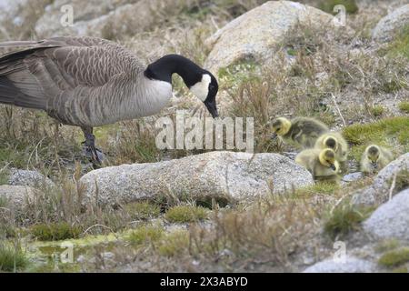 Pacific Grove, California, Stati Uniti. 25 aprile 2024. Mother Canada Goose (Branta canadensis) Mother Canada Goose (Branta canadensis) supervisiona la sua prima nuotata in una Paddle Pool (Credit Image: © Rory Merry/ZUMA Press Wire) SOLO PER USO EDITORIALE! Non per USO commerciale! Foto Stock