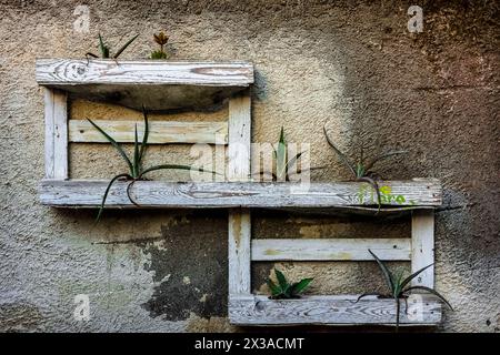 piante di aloe piantate in un unico vaso composto da pallet Foto Stock
