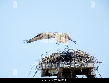 Osprey femmina che lascia Nest Foto Stock