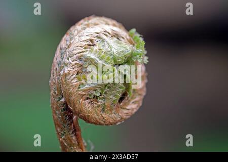 Farne in Deutschland Der echte Wurmfarn mit noch eingerolltem Farnwedel im Frühling *** Ferns in Germania la vera felce con la sua fronda si arriccia ancora in primavera Foto Stock