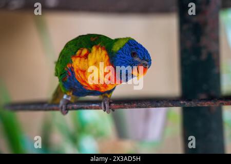 Lorikeet di cocco una specie di pappagalli psittacidae, alias arcobaleno lorikeet o uccello trichoglossus Foto Stock