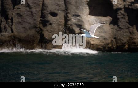 laridi di gabbiano dalle zampe gialle o larus michahellis che volano su un mare Foto Stock