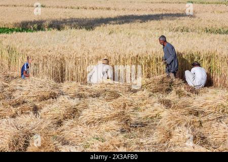 Agricoltori che raccolgono frumento sulla sponda occidentale di Luxor, Egitto Foto Stock