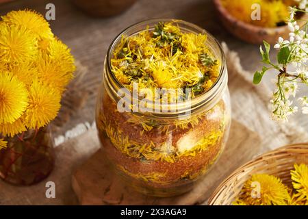 Preparazione di sciroppo di dente di leone da fiori gialli freschi e zucchero di canna in un barattolo Foto Stock